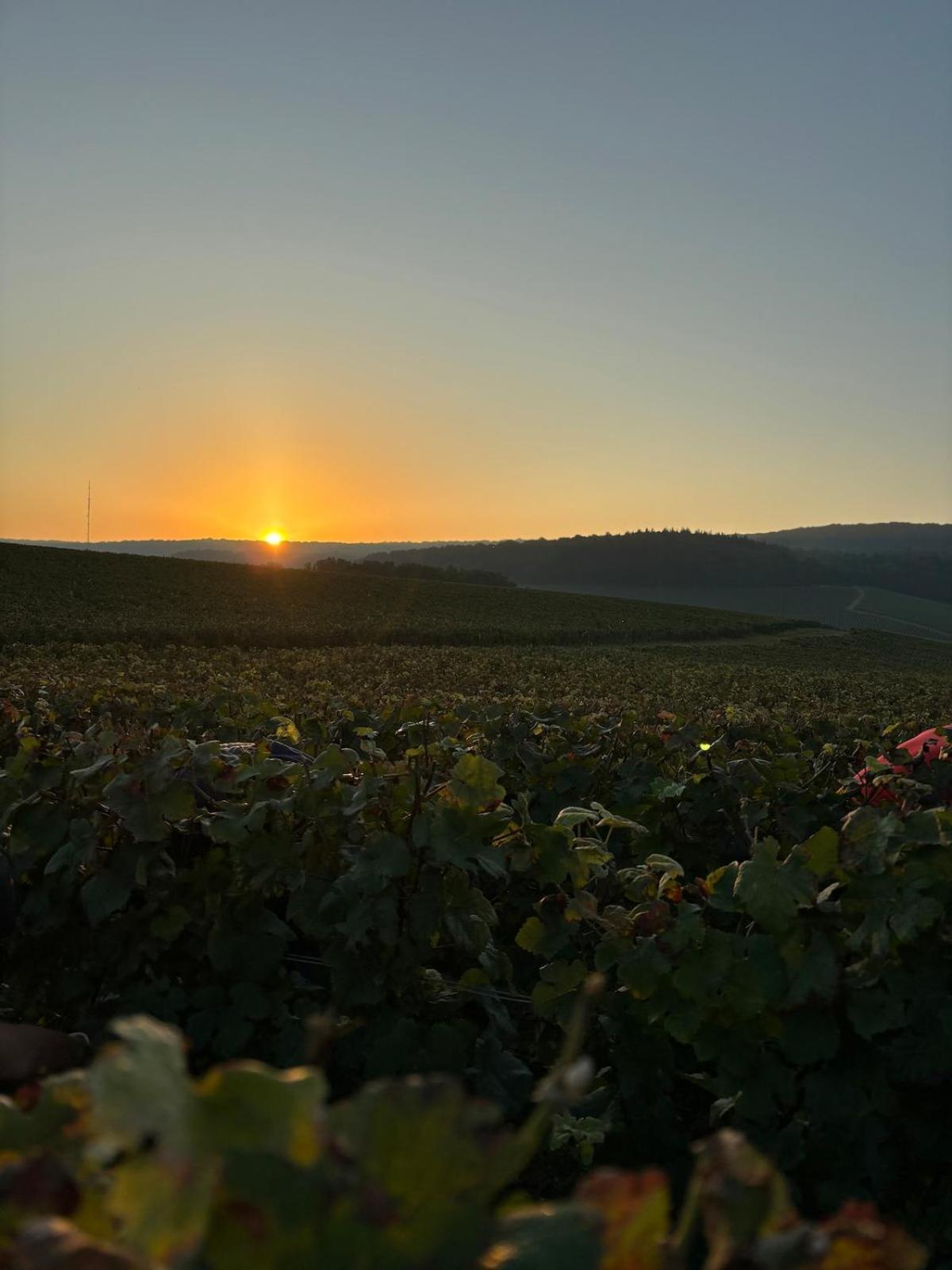 Fleury-la-Riviere La Galipette, Charmant Chalet En Champagne 빌라 외부 사진