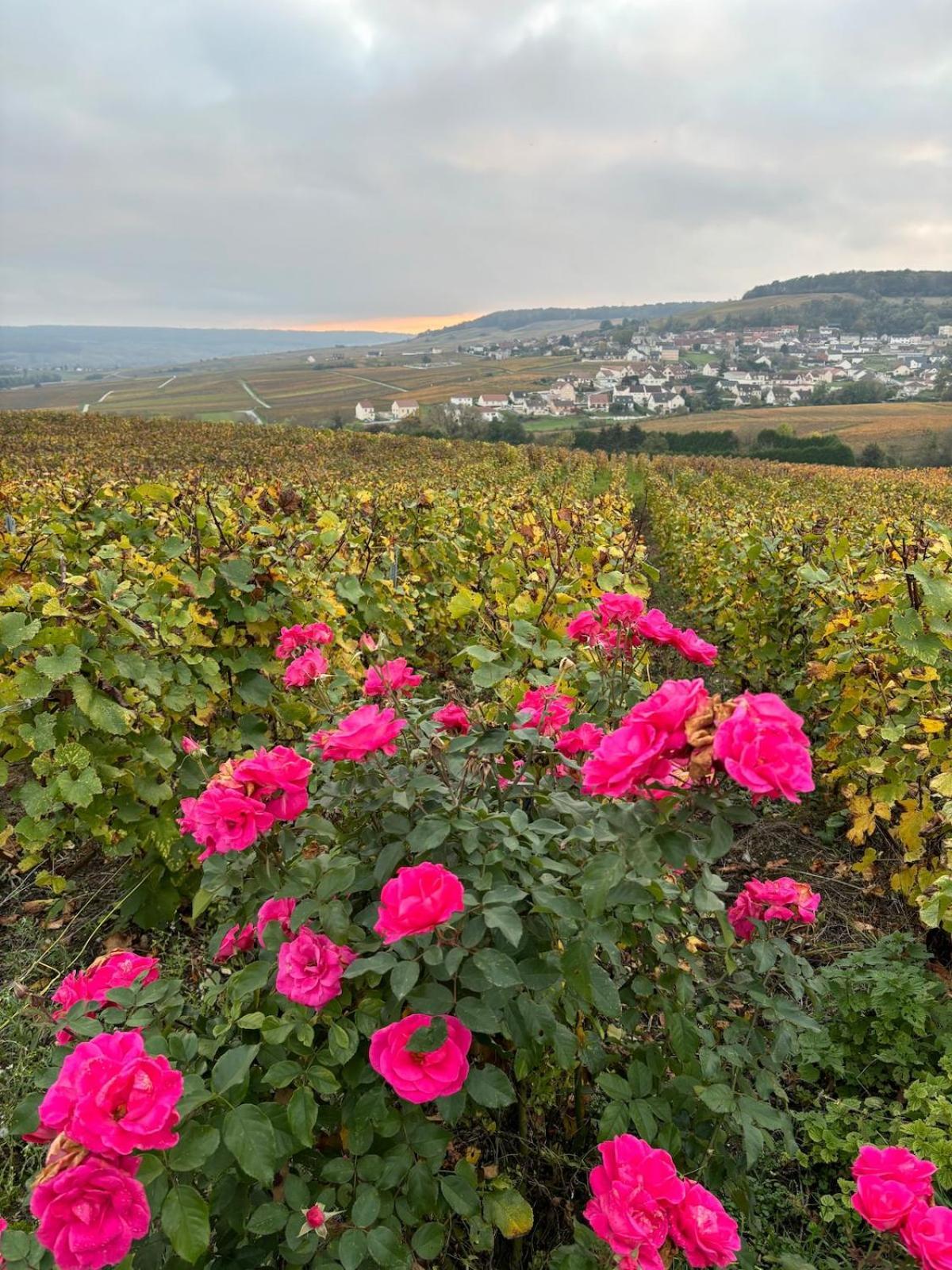 Fleury-la-Riviere La Galipette, Charmant Chalet En Champagne 빌라 외부 사진